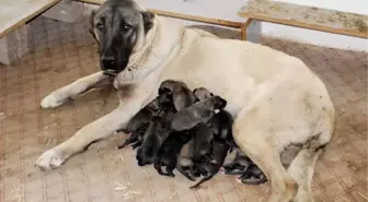 Kangal Köpeği Bir Batında 18 Yavru Doğurdu