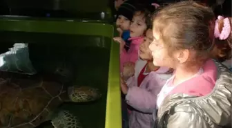 Minikler Caretta Carettaları Tanıdı
