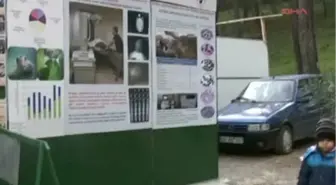 Ortaca Minikler, Caretta Carettaları Tanıdı Minikler, Caretta Carettaları Tanıdı