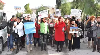 Hayvanseverler Kedi Ölümlerine Tepki İçin Yürüdü