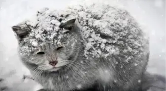 'Kışın Onları da Unutmayın'
