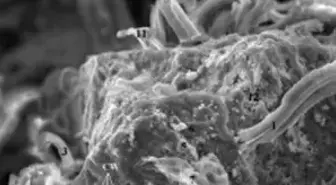 Göktaşı Dünyaya Uzaylı Fosil Getirdi!