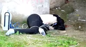 Anten Kablosuyla Gelen Ölüm