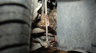 Yavru Kedi Otomobilin Motor Bölümünde Sıkıştı
