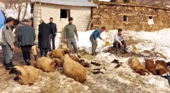 Köyde 105 Küçükbaş Hayvan Telef Oldu