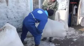 Kars Saman Ağaları Saman Ağaları