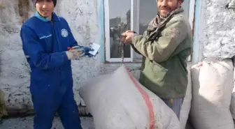 Saman Ağaları