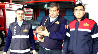 Yaralı Şahin, Emin Ellerde
