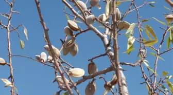1 Yılda, 1 Milyon 500 Bin Badem Fidanı Dikildi