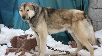 Aç Yavru Kurda Devlet Sahip Çıktı