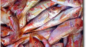 Kocaeli'de Balık Fiyatları