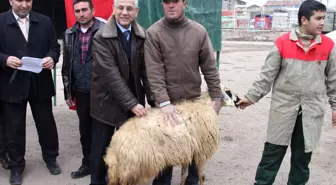 Aksaray'da Çiftçilere Küçükbaş Hayvan Dağıtımı