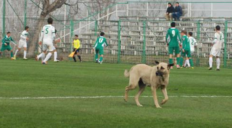 Bursaspor Tesisi'nde Davetsiz Misafir