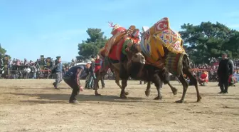 Burhaniye'de Deve Güreşi Heyecanı