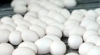 Yumurta Fiyatları