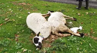 Adıyaman'da 28 Koyun Telef Oldu