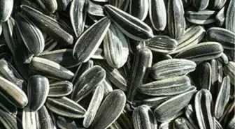 Denizli Ticaret Borsası