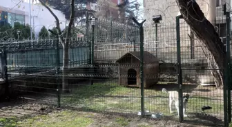 Müze Bekçisi Köpek Hırsızlara Karşı Jiletle Korunuyor