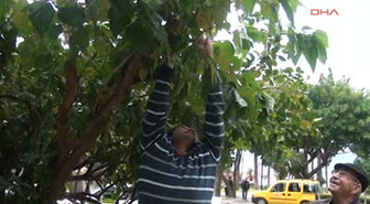 Kış Ortasında Meyve Veren Karadut Şaşırttı