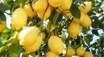 Limon, Üreticisini Sevindiriyor