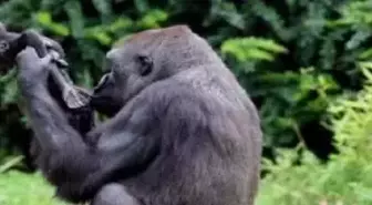Moskova Hayvanat Bahçesi'nde Yavru Goril Sevinci