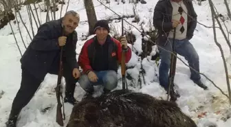 Ordu'da Yaban Domuzu İçin Sürek Avı