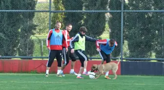 Antrenmana Köpek Girince