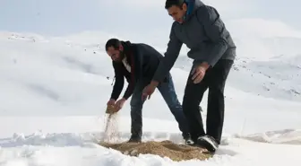 Iğdır'da Hayvanlar İçin Doğaya Yem Bırakıldı