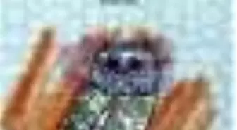 Minerva'nın Baykuşu Kitabı