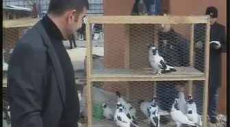 Güvercin Severler Yeni Mekanına Kavuştu