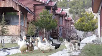 Beypazarı'nda Kırsal Turizm Atağı