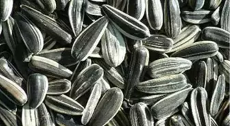 Denizli Ticaret Borsası