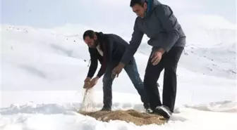 Yaban Hayvanları İçin Doğaya Yem Bırakıldı