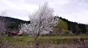 Çiftçide 'Yalancı Bahar' Endişesi