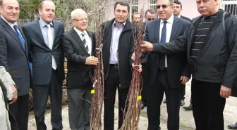 Srap Fidanları Dağıtıldı