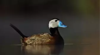 Filyos'taki Kuş Alanlarına Liman ve Sanayi Tehdidi