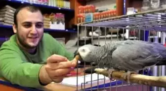 Kedi Gibi Miyavlayan Papağan