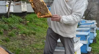 Yalancı Bahar Arıcıların Yüzünü Güldürdü