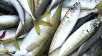 Kocaeli'de Balık Fiyatları