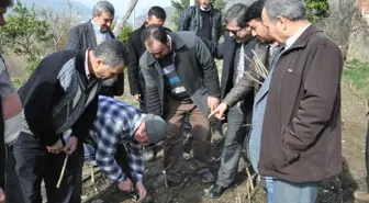Ödemiş'te Ceviz Aşılama Uygulaması
