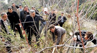 Sultansihar'da Menengeçler Antepfıstığına Dönüşüyor