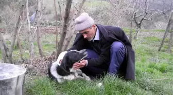 Önce Köpekler Sonra Sahipleri Dövüştü: 2 Yaralı