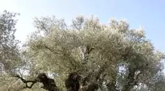1650 Yaşındaki Zeytin Ağacı Tescillendi