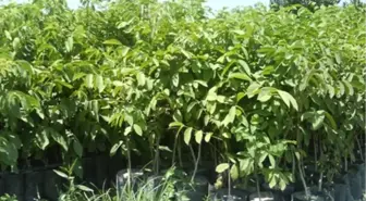 Çiftçilere Bin 770 Ceviz Fidanı Dağıtıldı