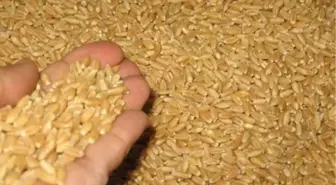 Uşak Ticaret Borsası