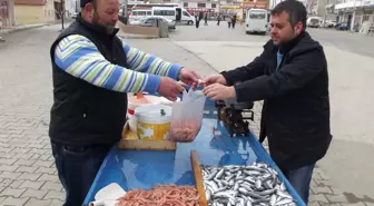 Şarköy'de Karides Bollaştı, Fiyatlar Düştü