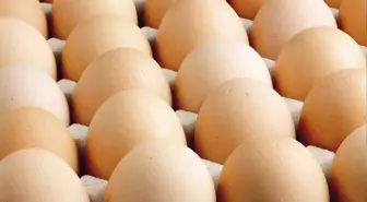 Yumurta Fiyatları
