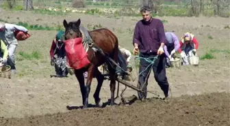 Atla Tarla Sürüp Patates Ekiyorlar