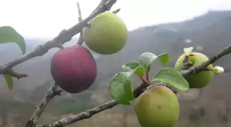Şubat Ayında Çiçek Açan Erik, Mart'ta Meyve Verdi