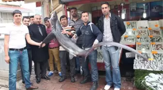 110 Kiloluk Köpek Balığı Yakalandı